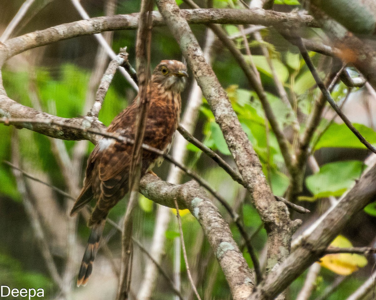 Common Hawk-Cuckoo - ML622693930