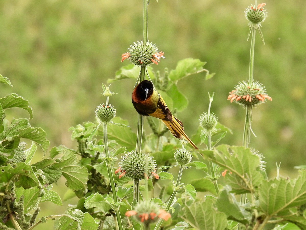 Golden-winged Sunbird - ML622693958