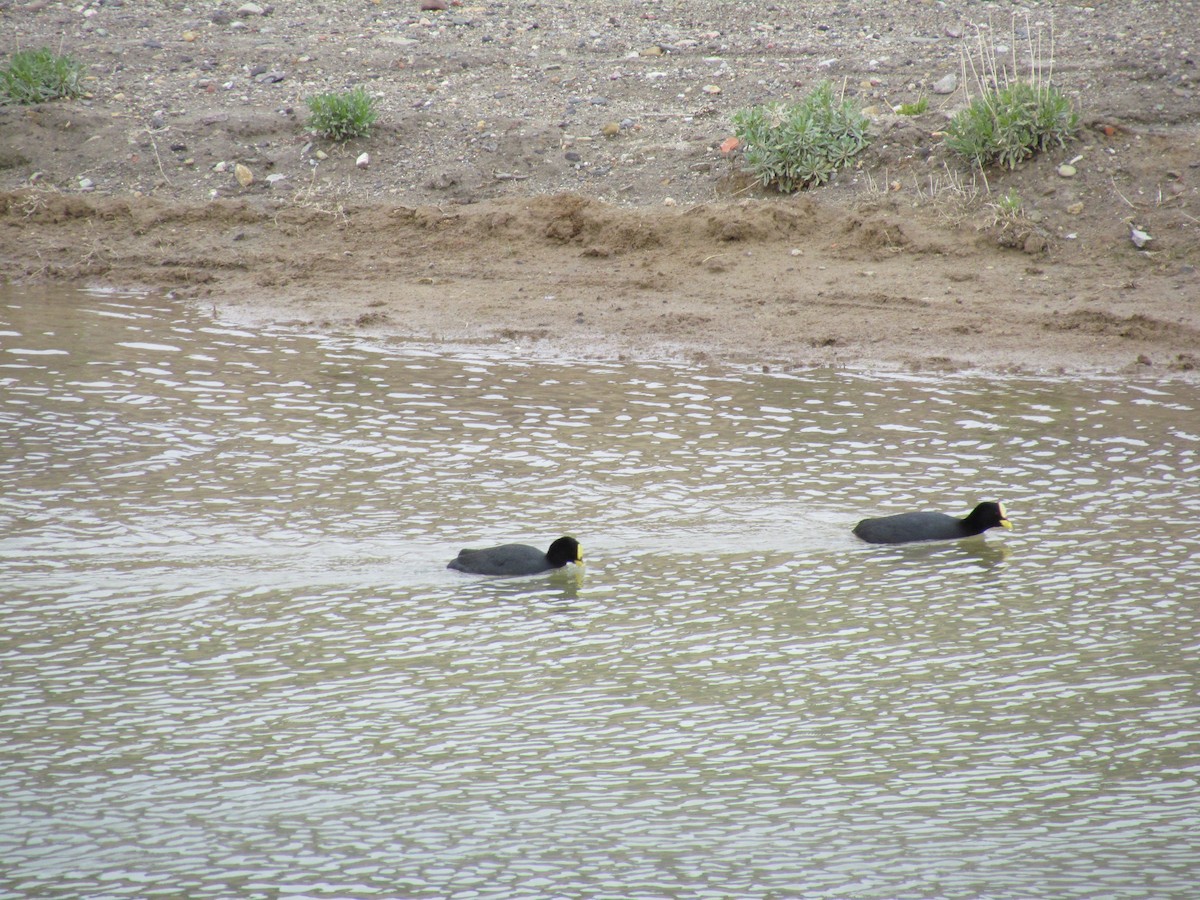 Red-gartered Coot - ML622693970