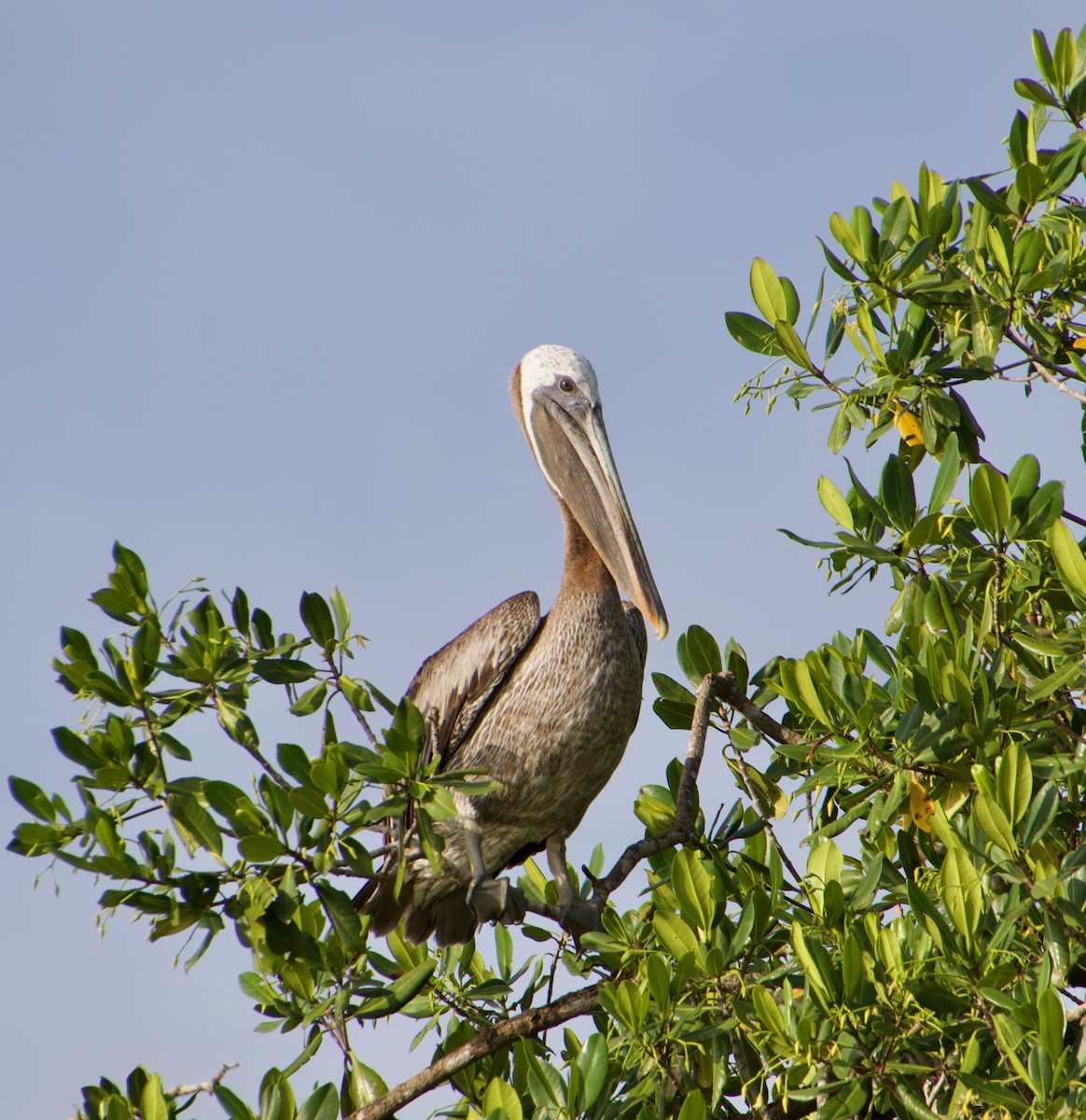 Brown Pelican - ML622693984