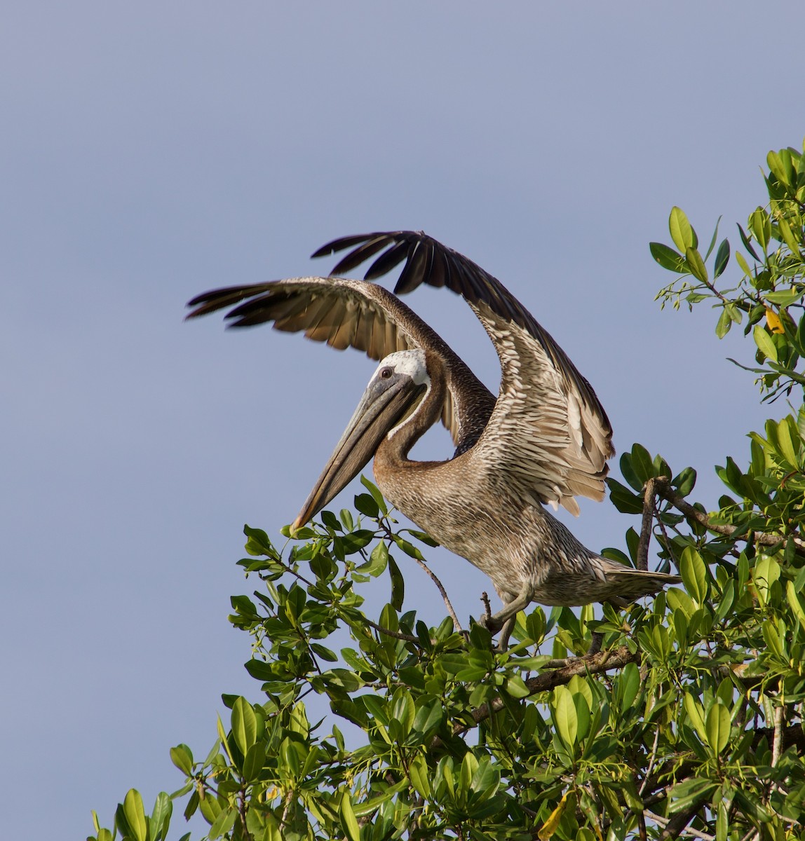 Brown Pelican - ML622693987