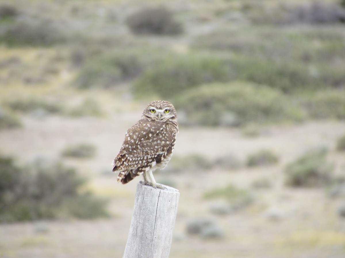 Burrowing Owl - ML622694000