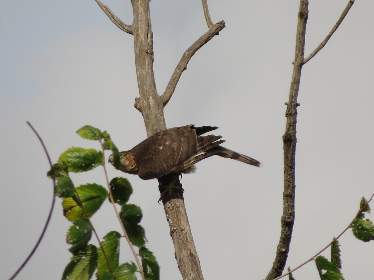 Cooper's Hawk - ML622694007