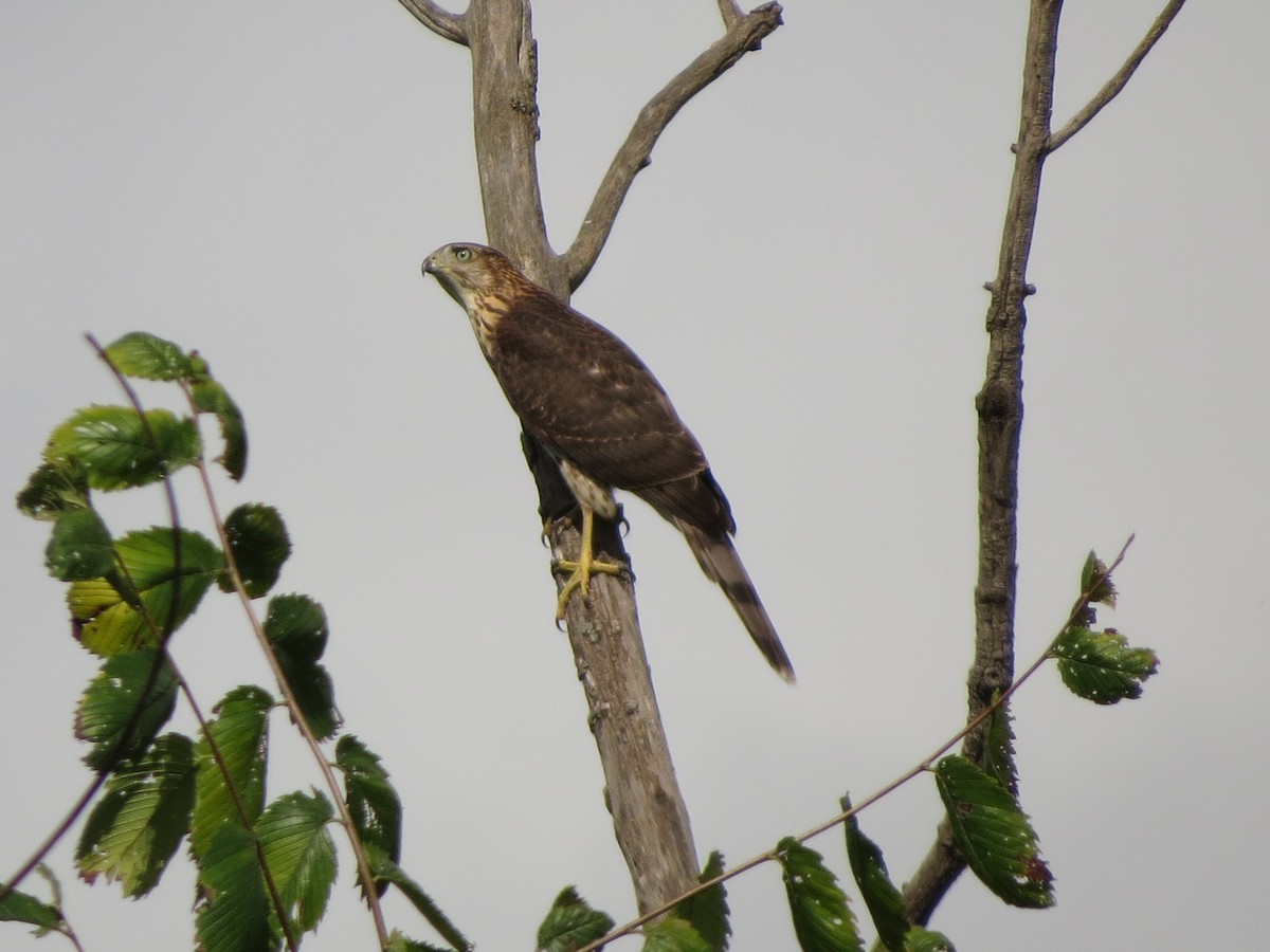 Cooper's Hawk - ML622694008