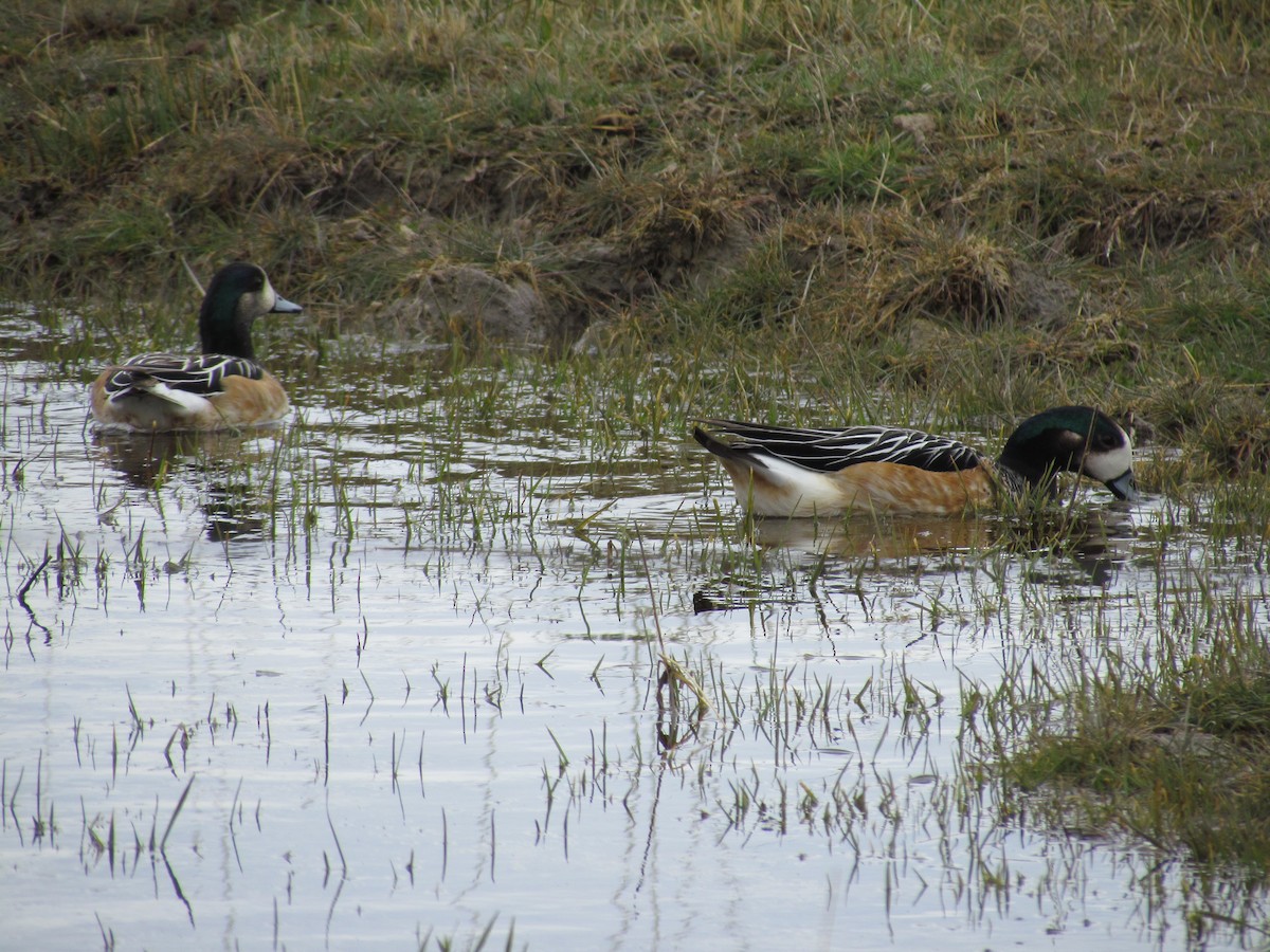 Chiloe Wigeon - ML622694021