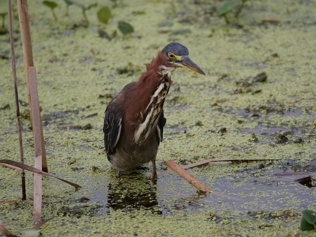 Green Heron - ML622694039