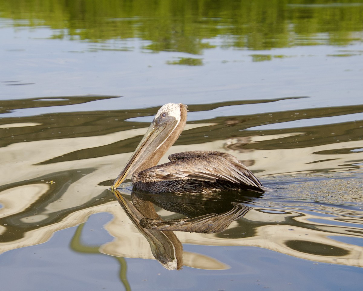 Brown Pelican - ML622694044