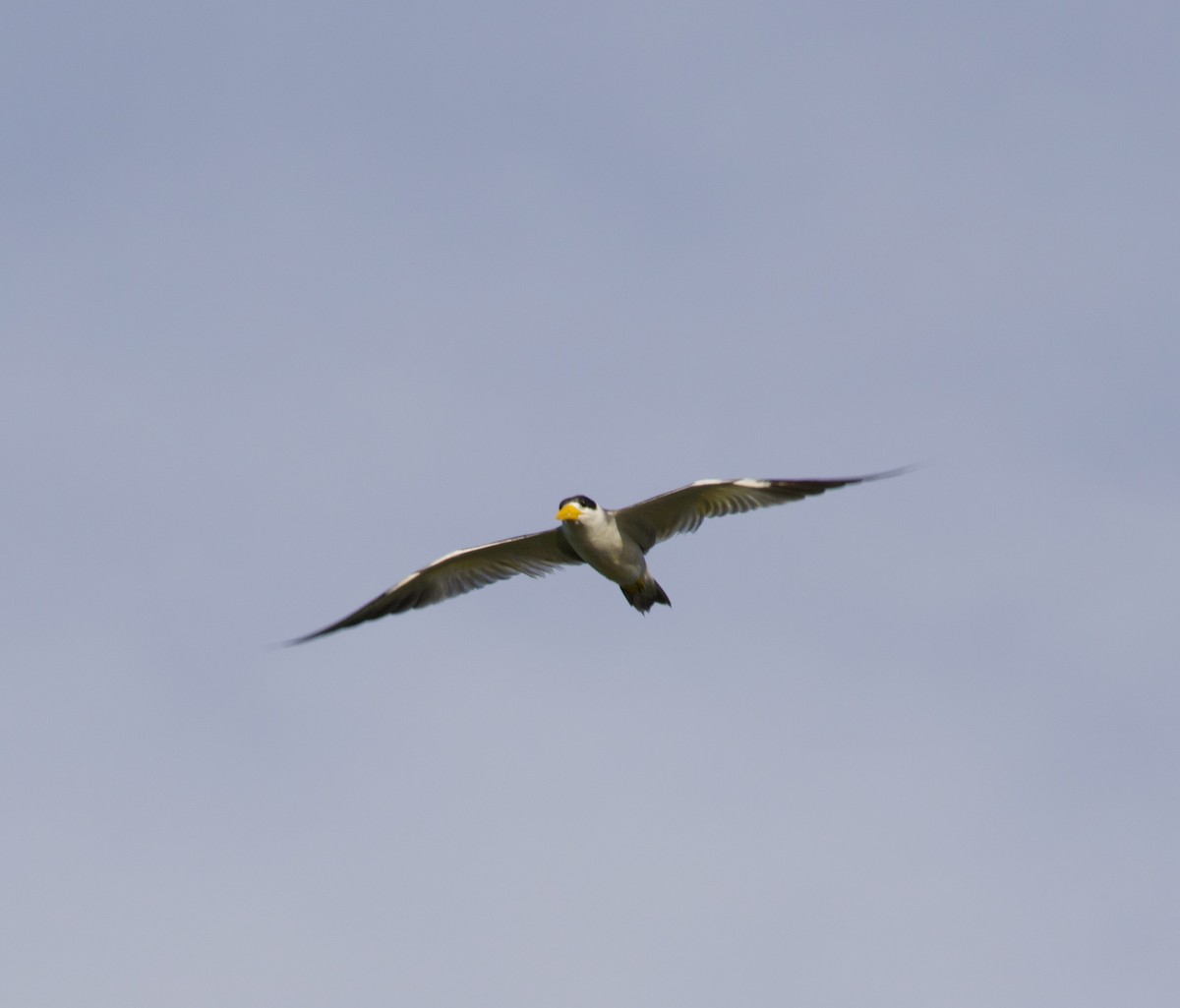 Large-billed Tern - ML622694052