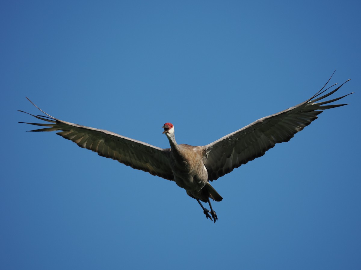 Sandhill Crane - ML622694072