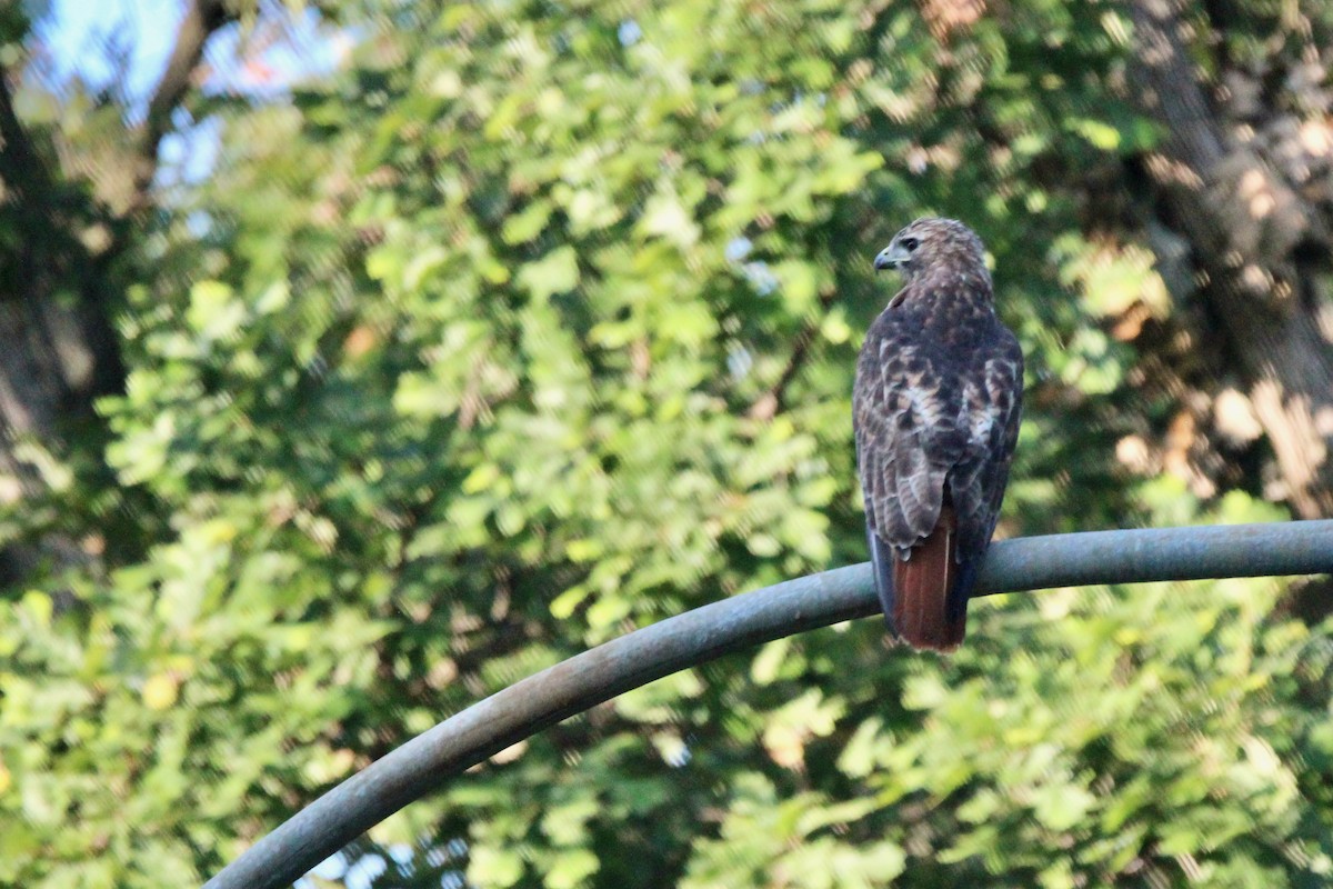 Red-tailed Hawk - ML622694097