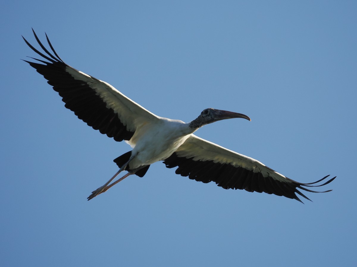 Wood Stork - ML622694106