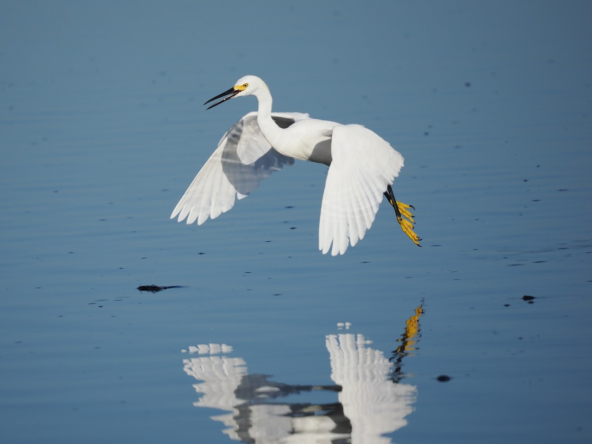 Snowy Egret - ML622694129