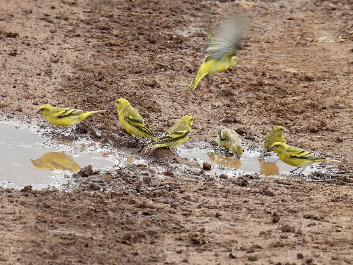 Yellow-crowned Canary - ML622694140