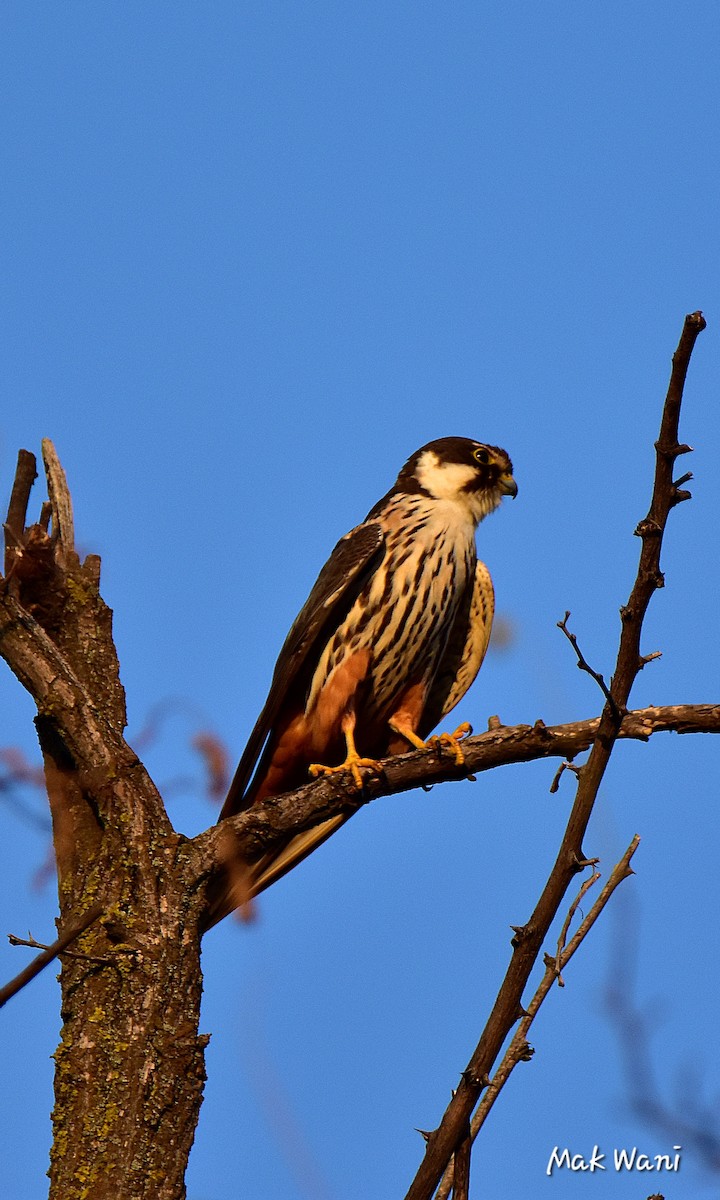 Eurasian Hobby - ML622694179