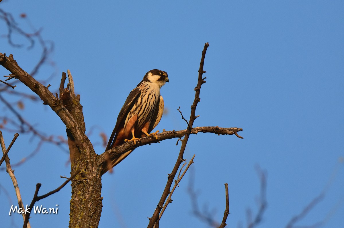 Eurasian Hobby - ML622694180