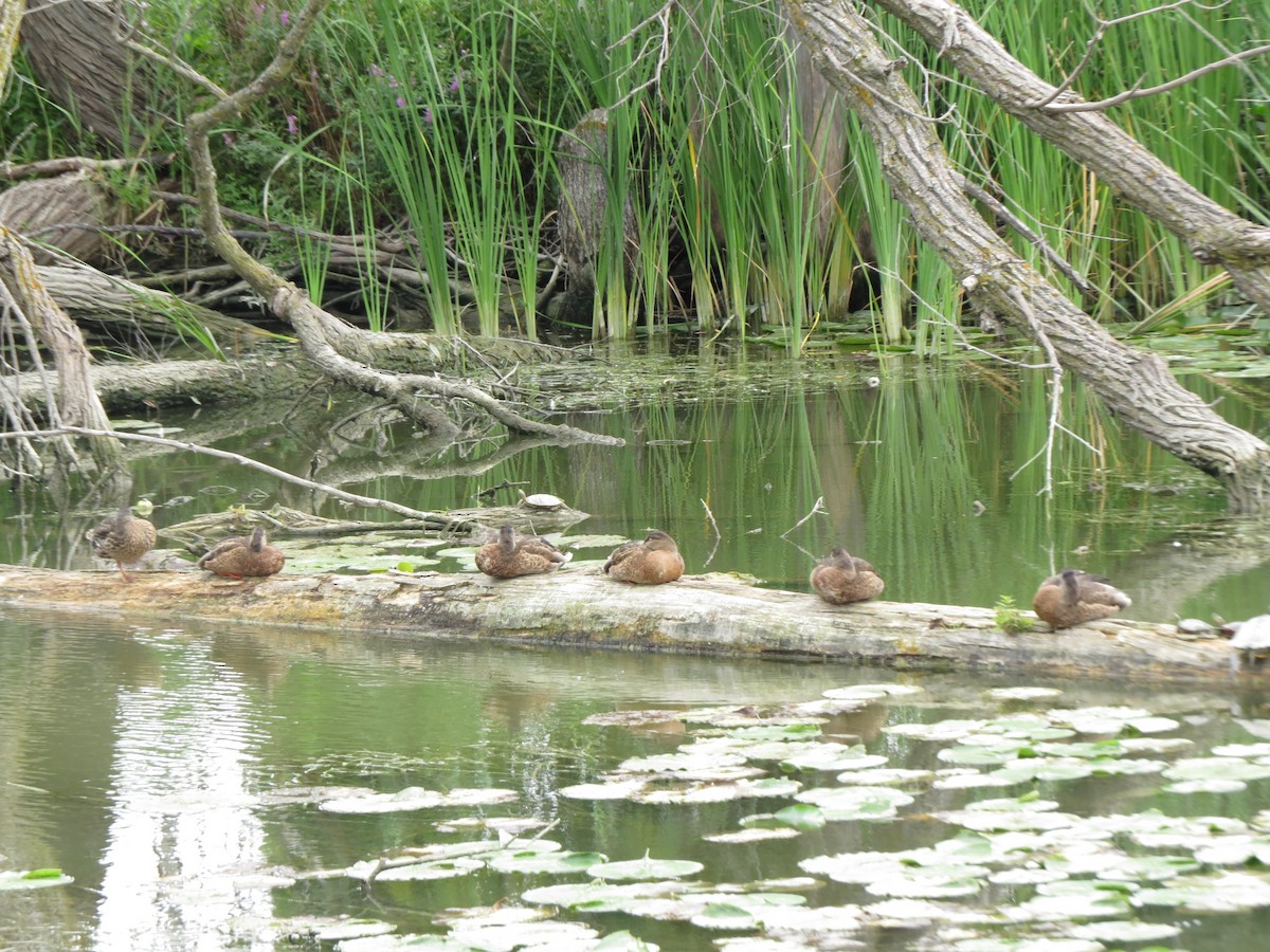 Mallard - Melanie Mitchell