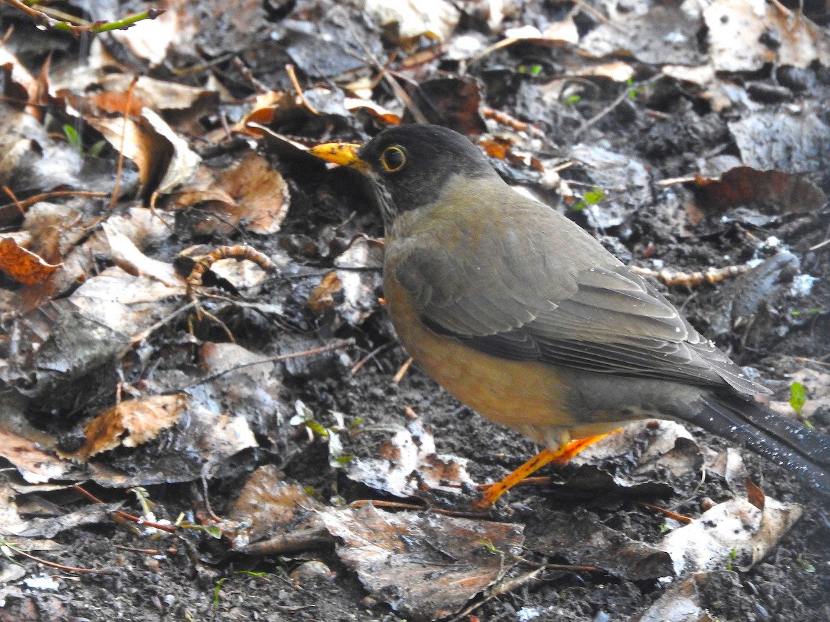 Austral Thrush - Emiliano Jose Palomino Teves