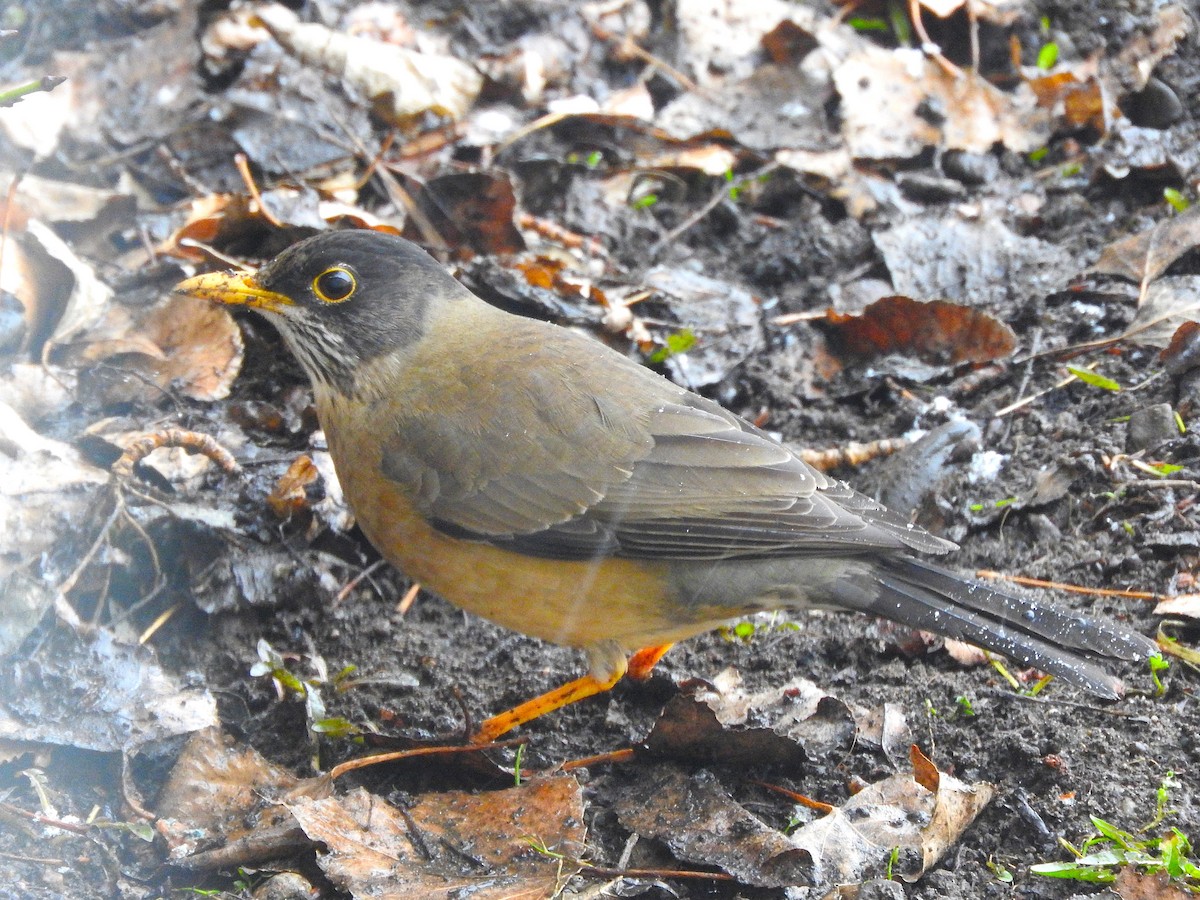 Austral Thrush - Emiliano Jose Palomino Teves