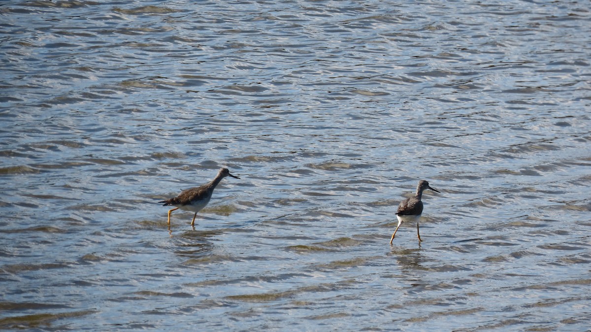 Greater Yellowlegs - Oliver  Komar