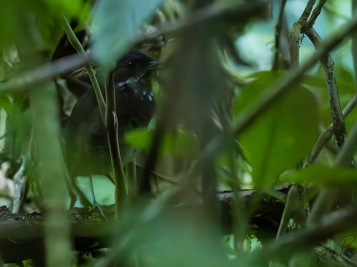 Moustached Antpitta - ML622694220