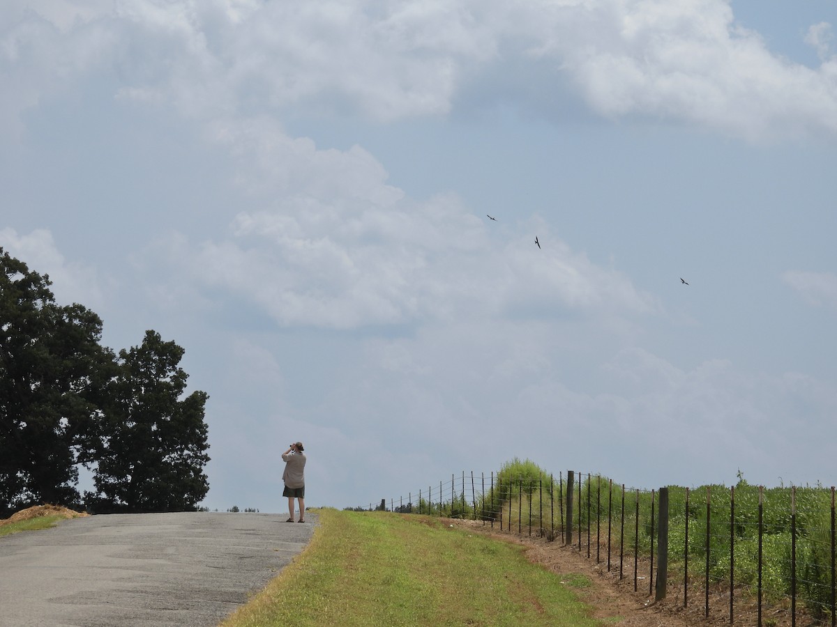 Naucler à queue fourchue - ML622694276