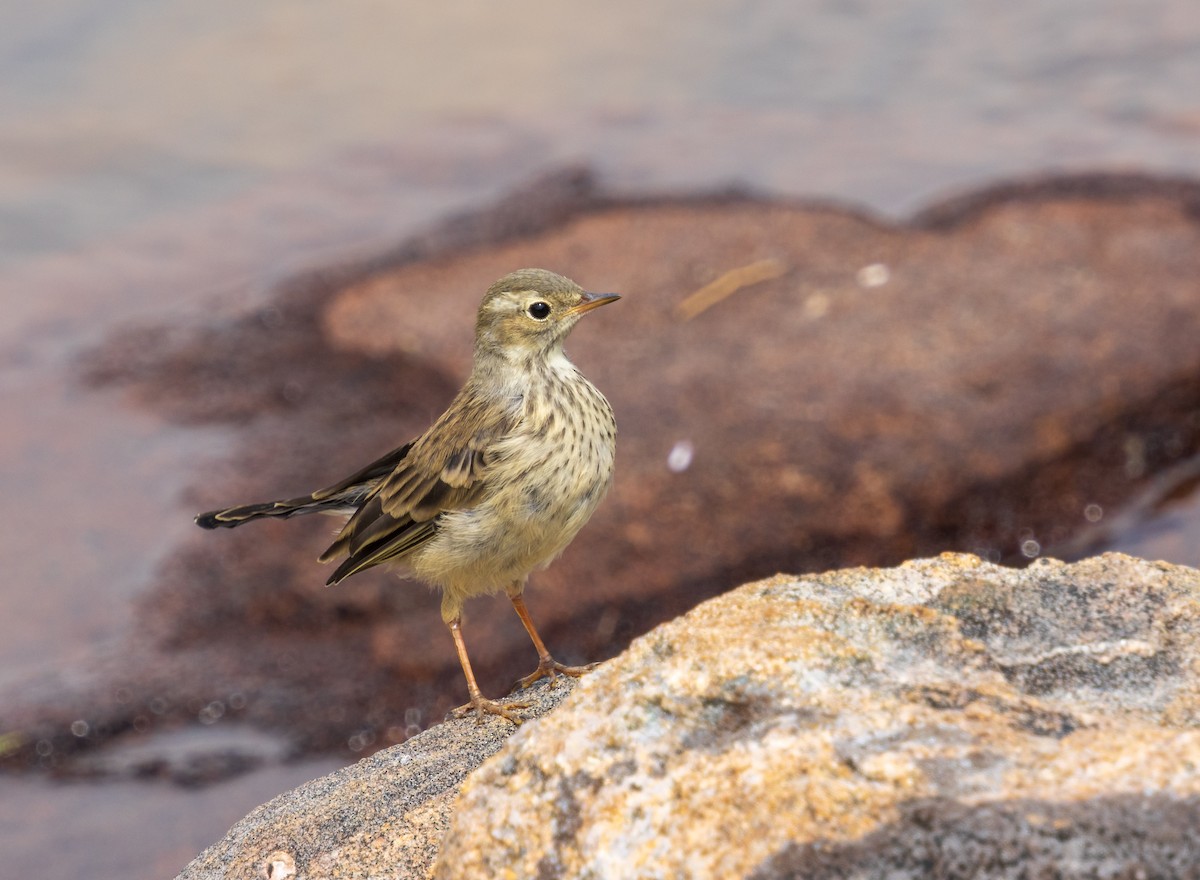 American Pipit - ML622694287