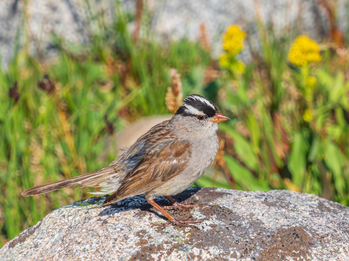 White-crowned Sparrow - ML622694292