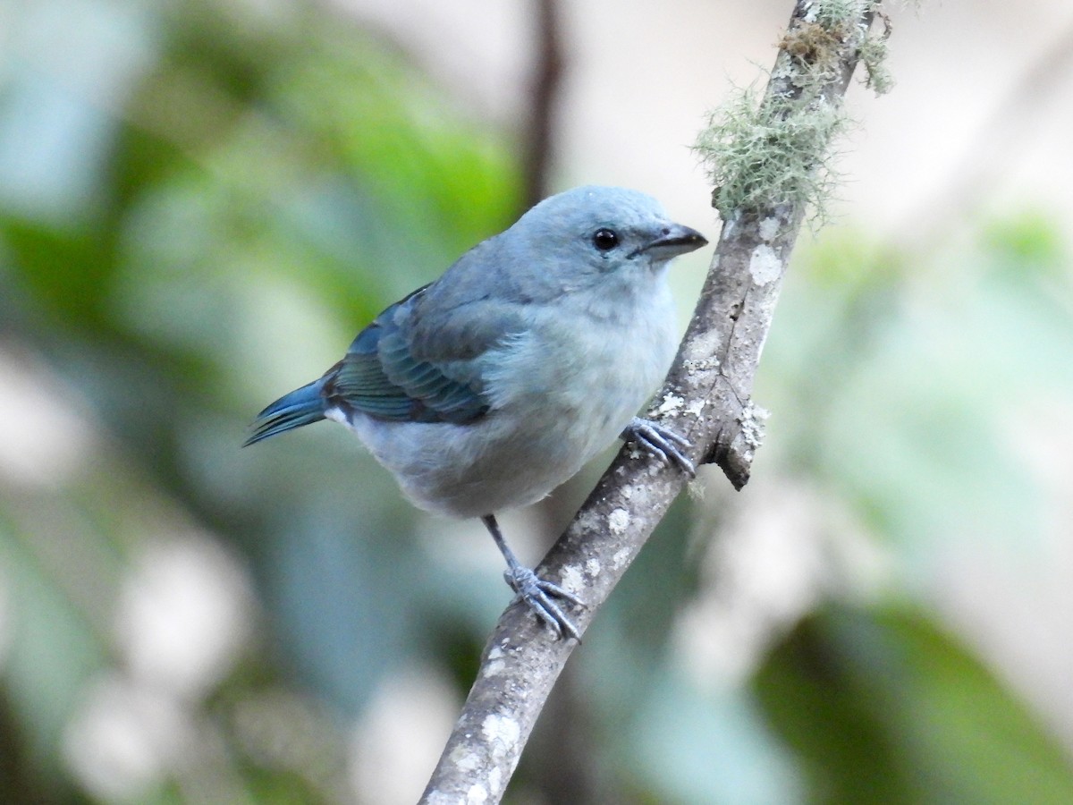 Blue-gray Tanager - ML622694338