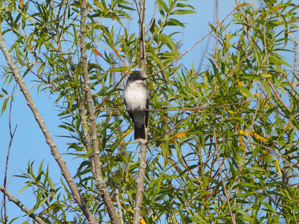 Eastern Kingbird - ML622694363
