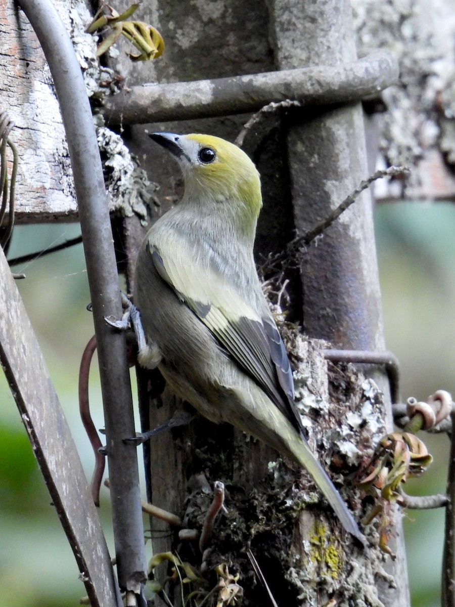 Palm Tanager - ML622694443