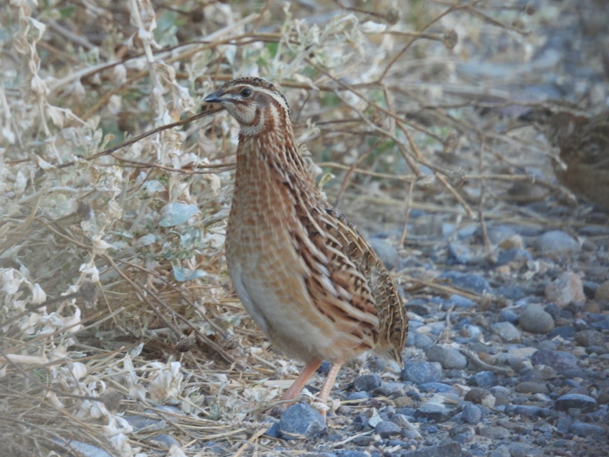 Common Quail - ML622694501