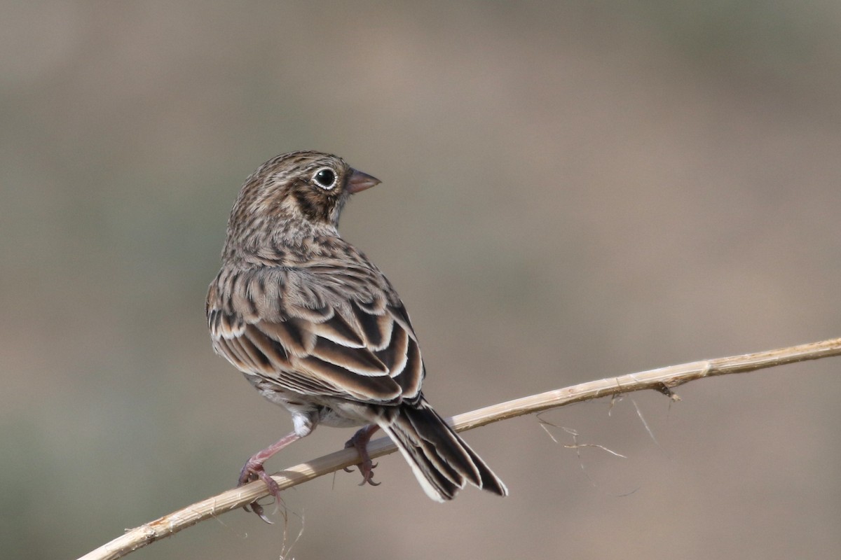 Vesper Sparrow - ML622694505