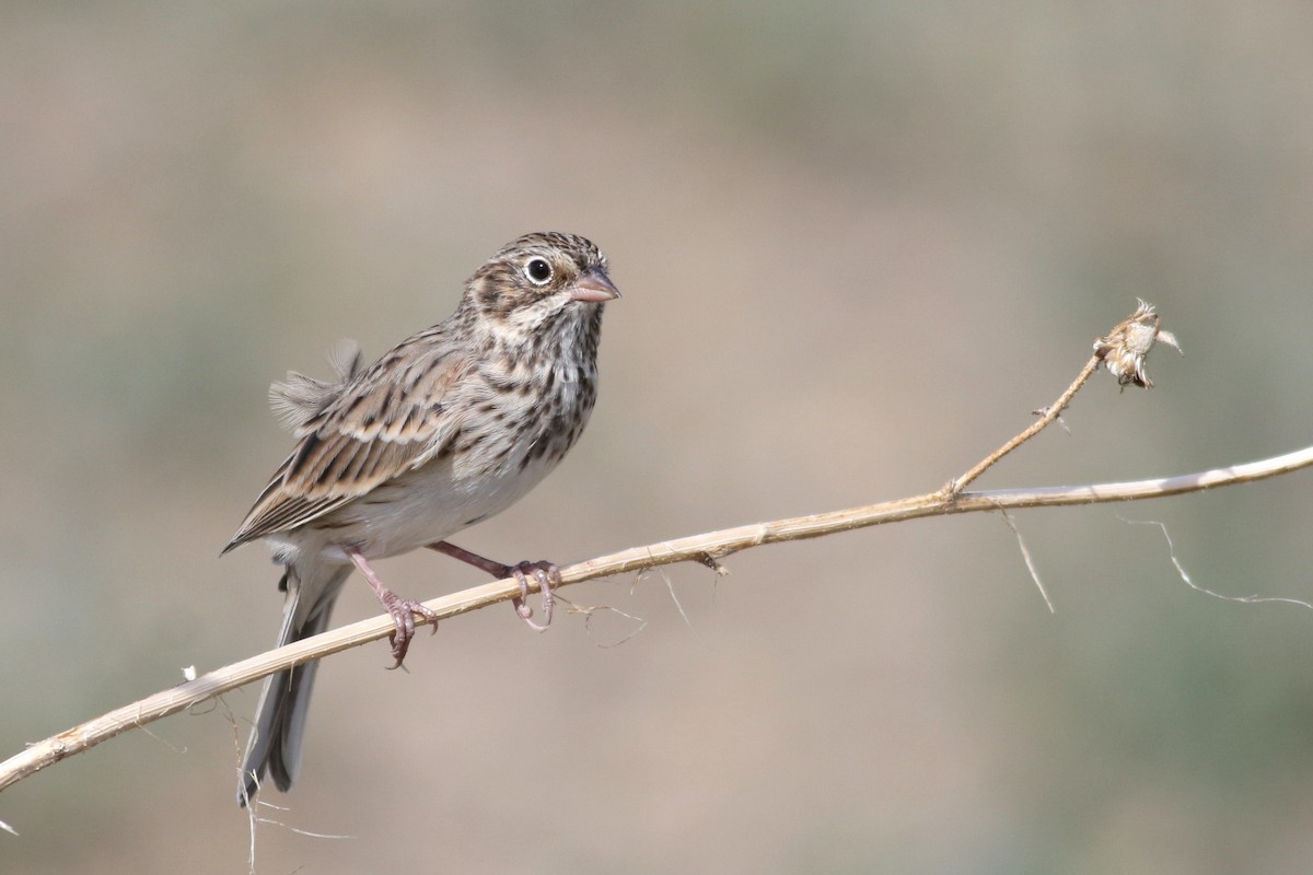 Vesper Sparrow - ML622694506