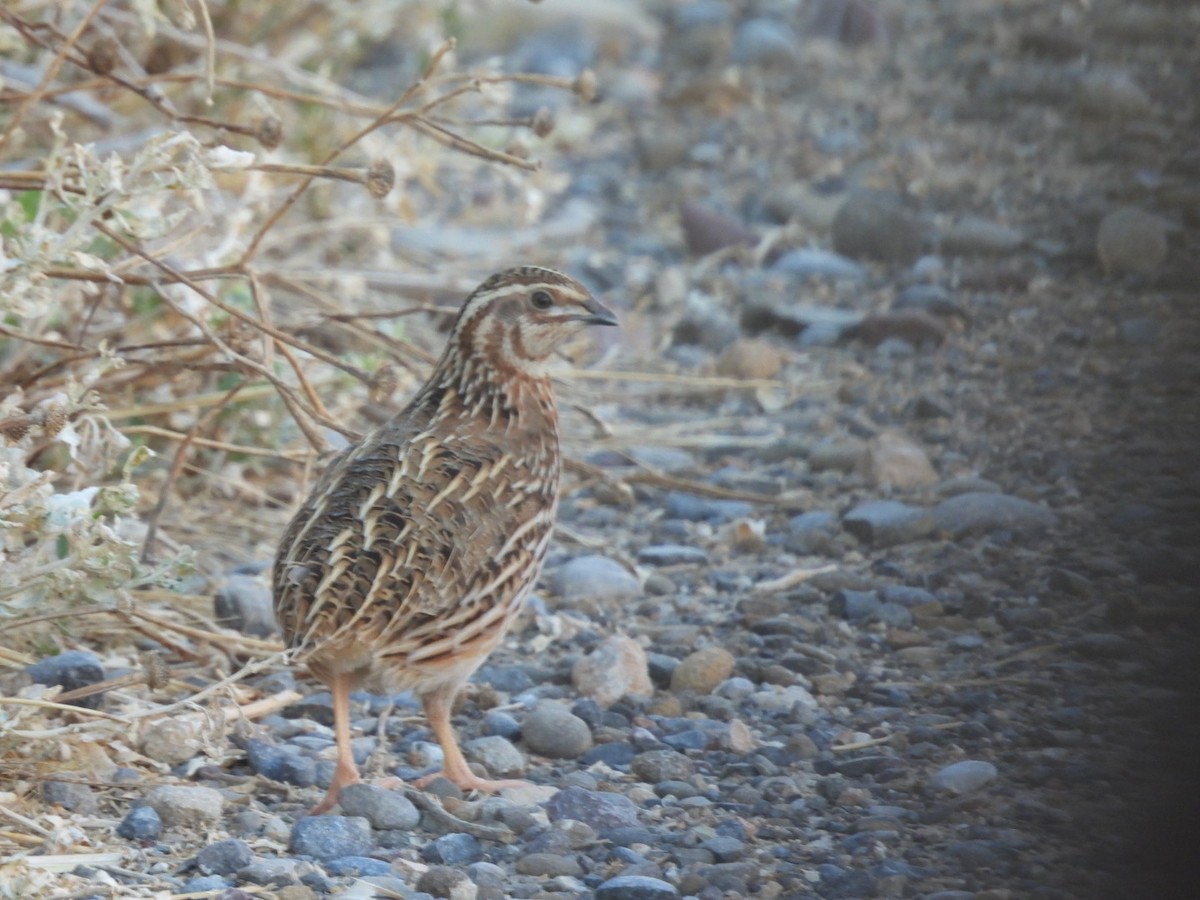 Common Quail - ML622694535