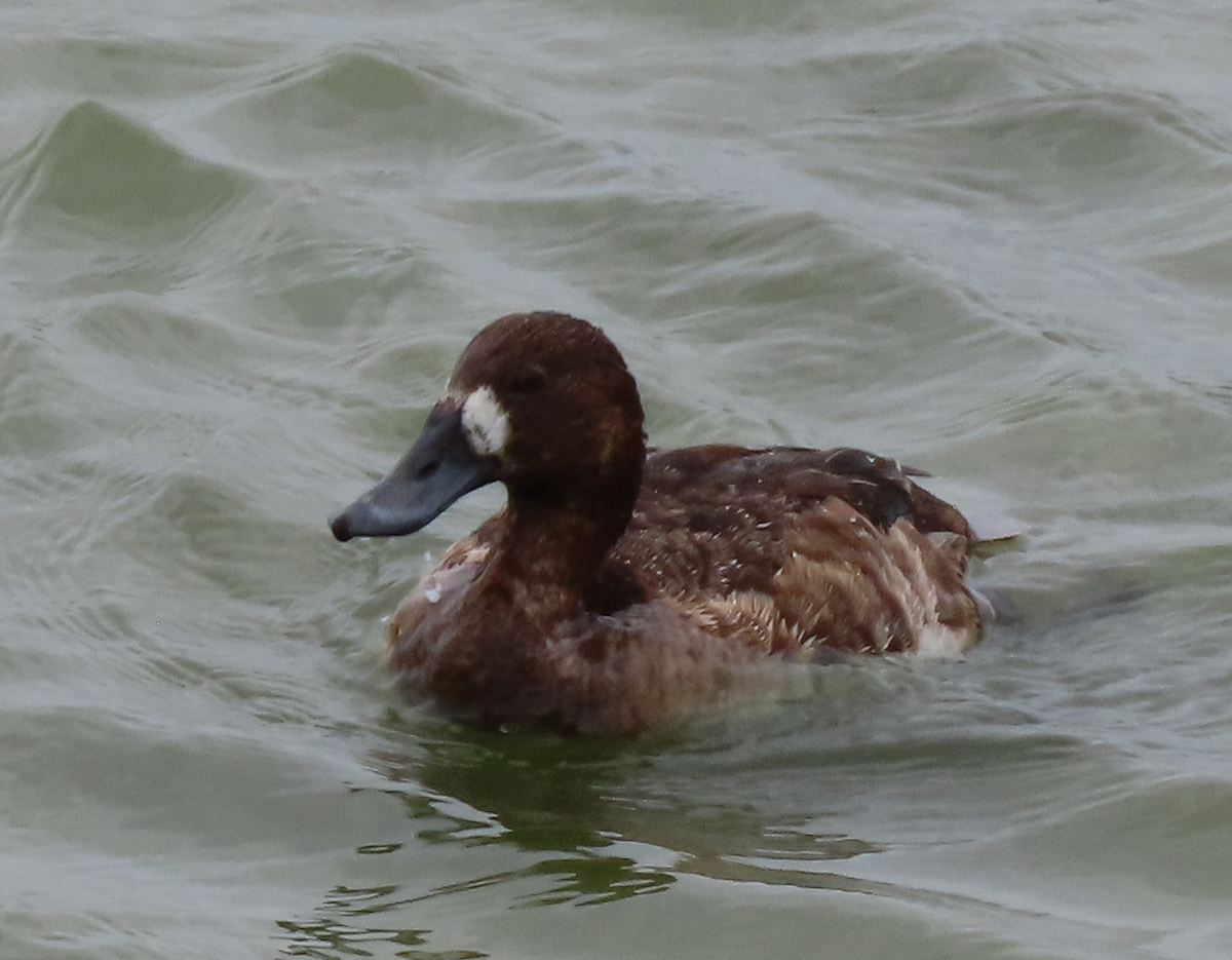 Greater/Lesser Scaup - ML622694539