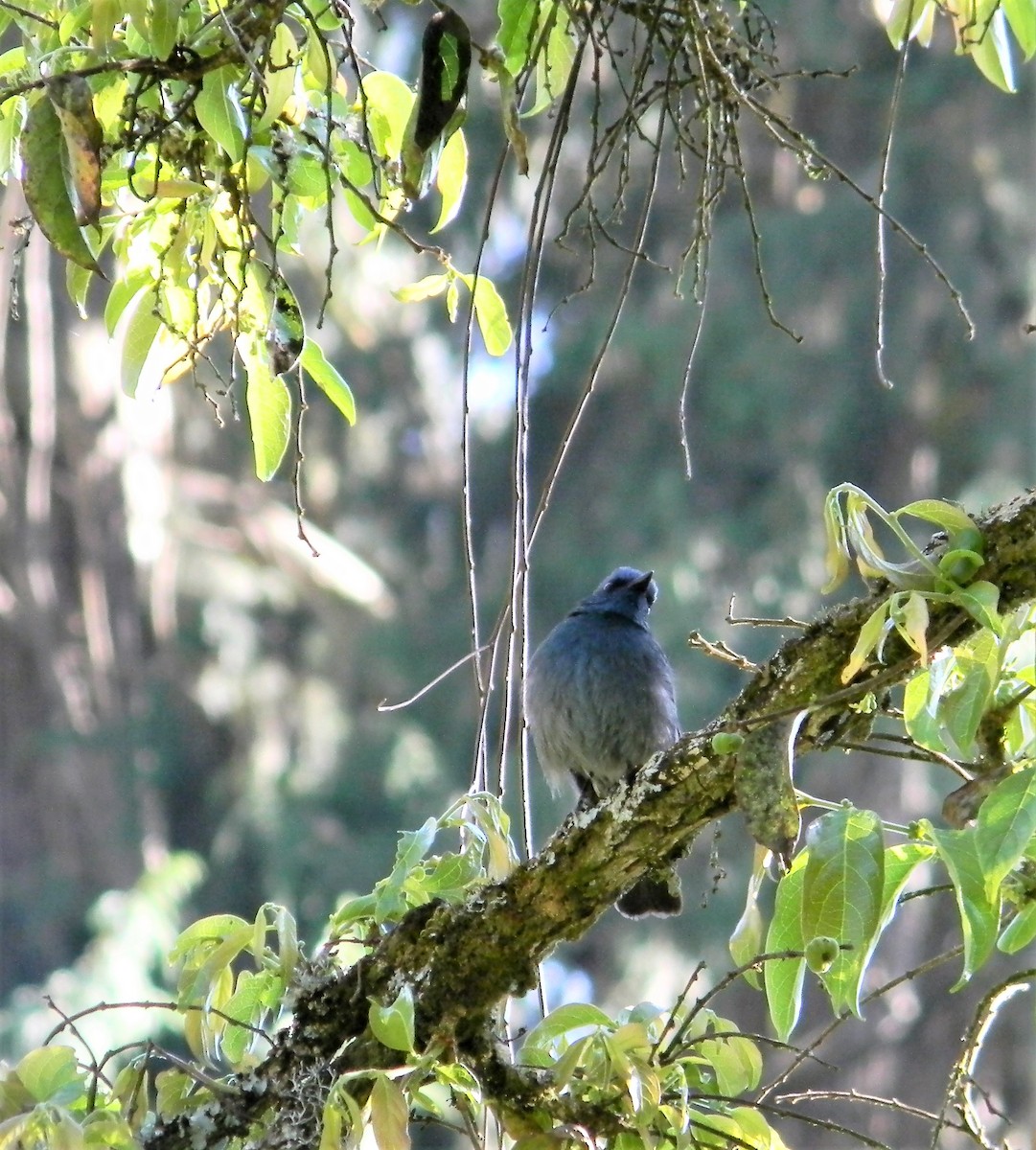 Nilgiri Flycatcher - ML622694542