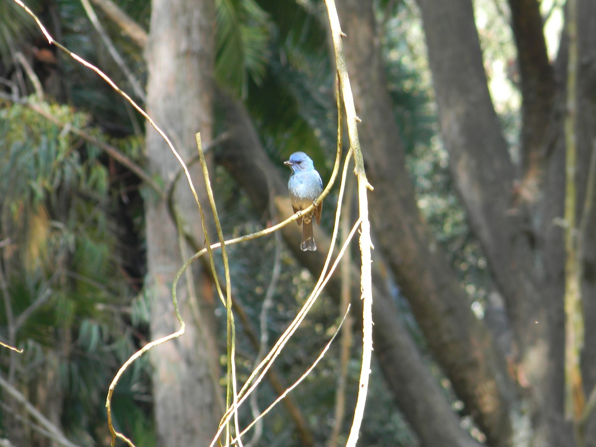 Nilgiri Flycatcher - ML622694568