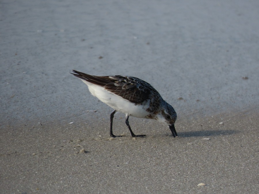 Sanderling - Ruth Bergstrom