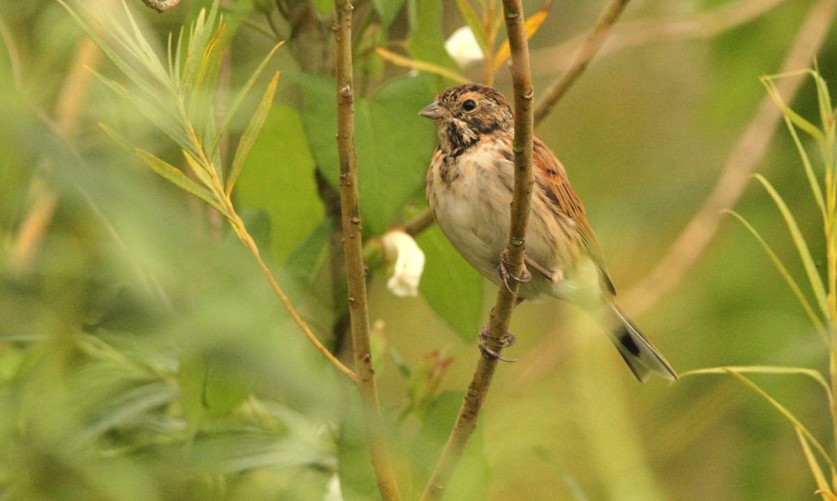 Reed Bunting - ML622694581