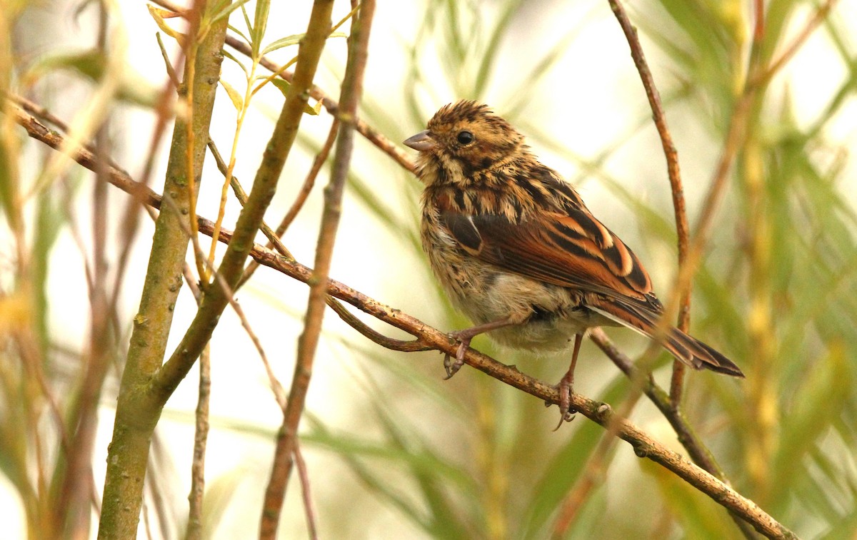 Reed Bunting - ML622694592