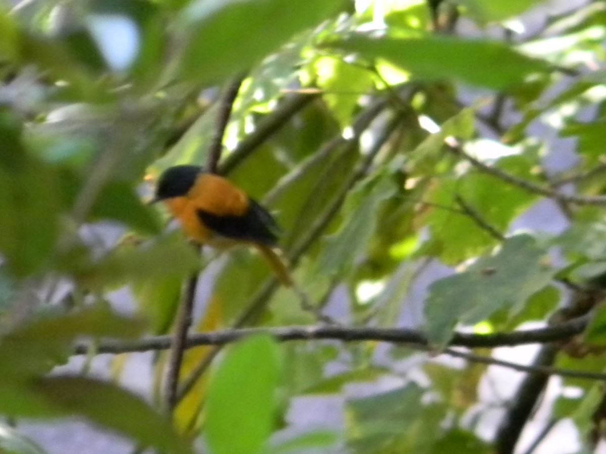 Black-and-orange Flycatcher - ML622694594