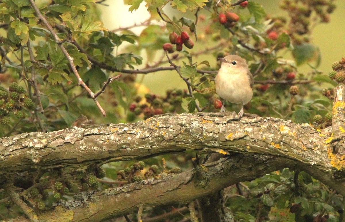 Garden Warbler - ML622694600