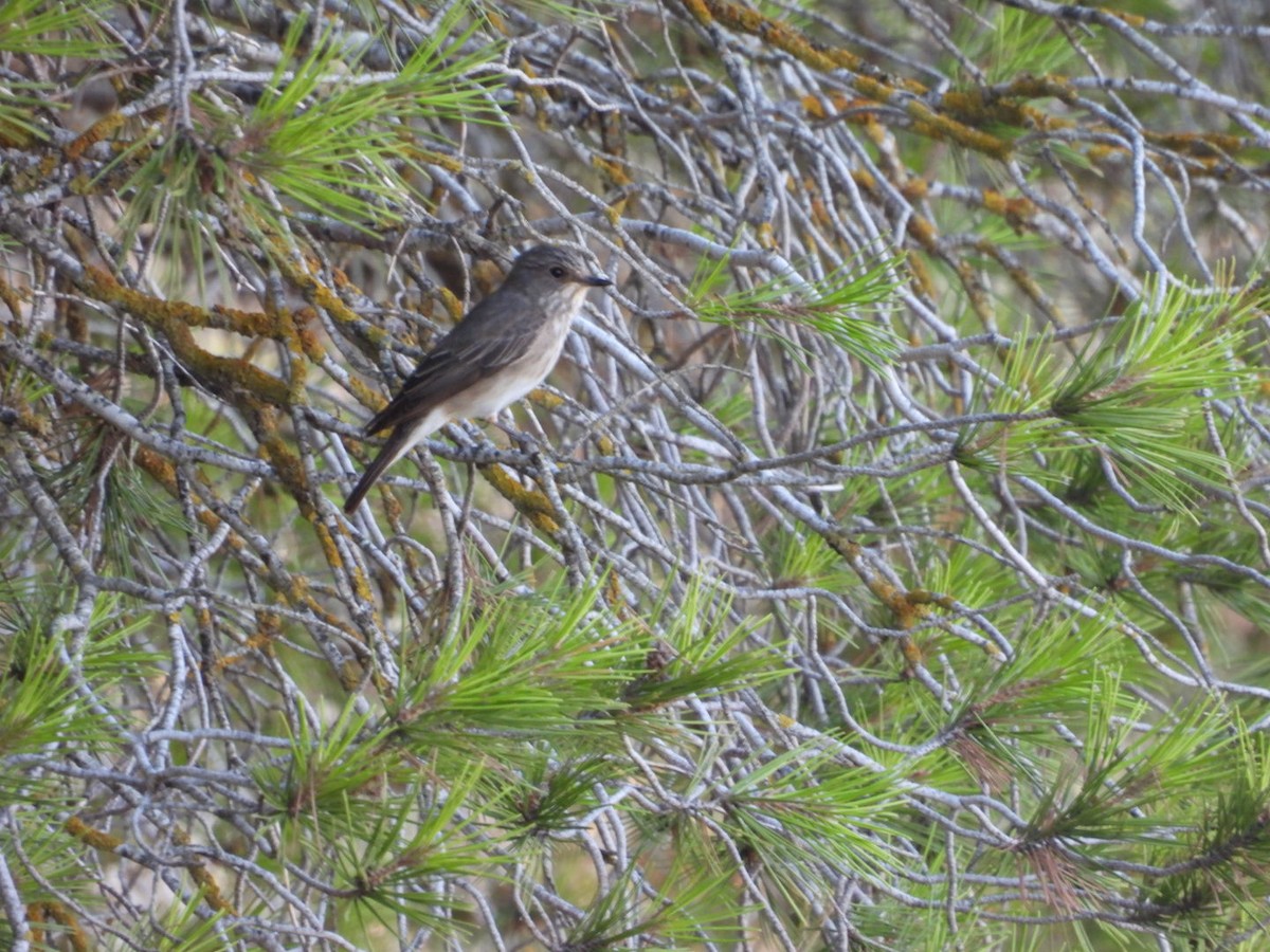 Spotted Flycatcher - ML622694630