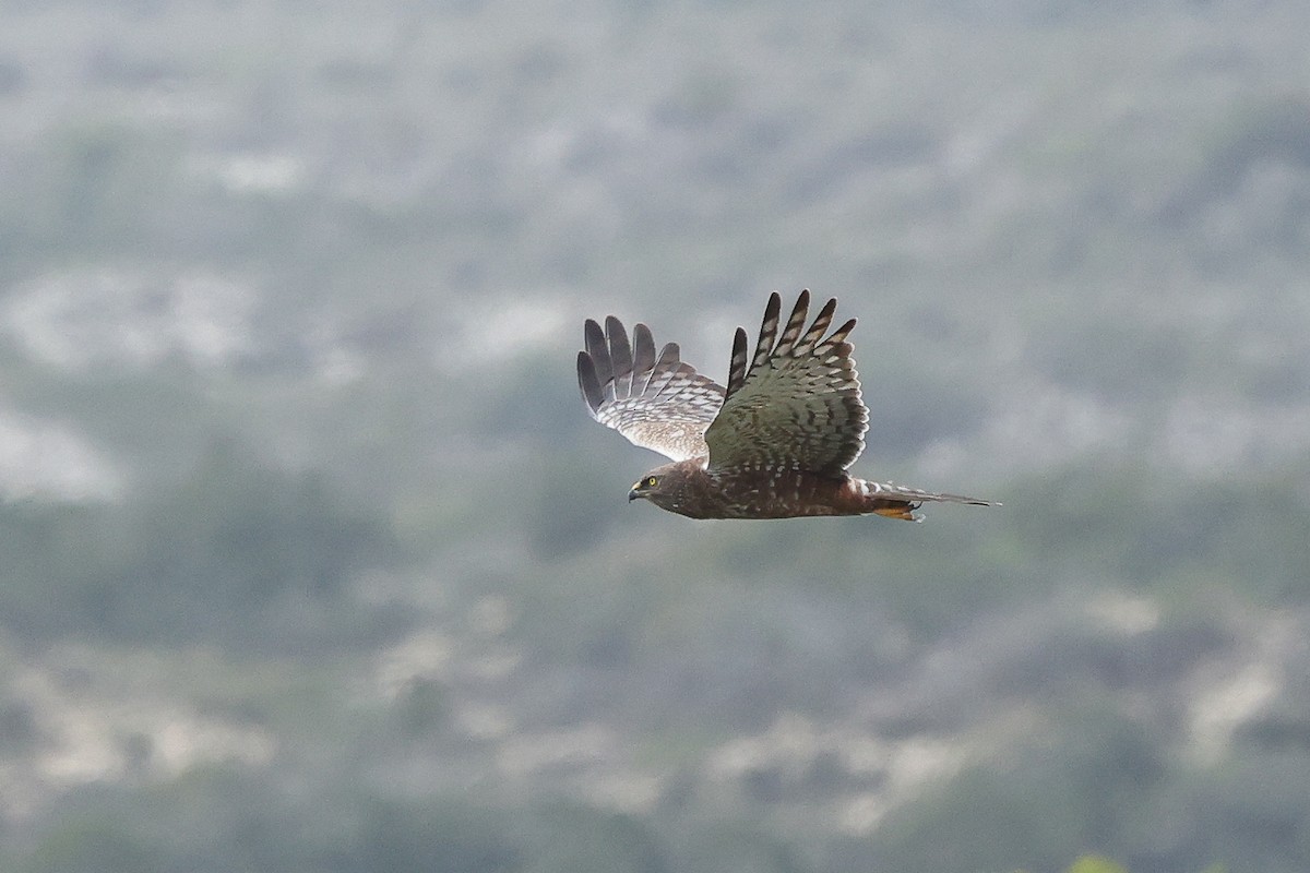 African Marsh Harrier - ML622694654