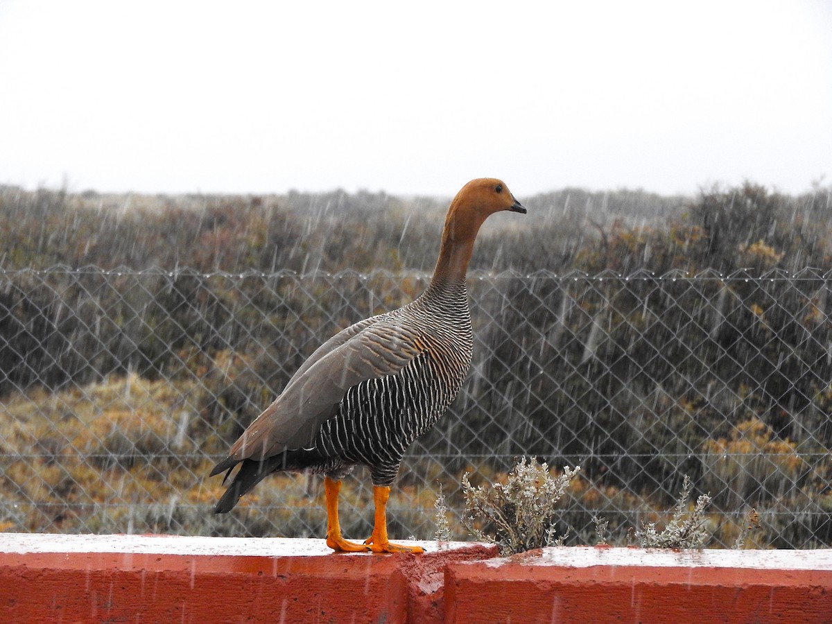 Upland Goose - ML622694704