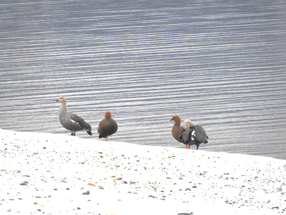 Upland Goose - ML622694705