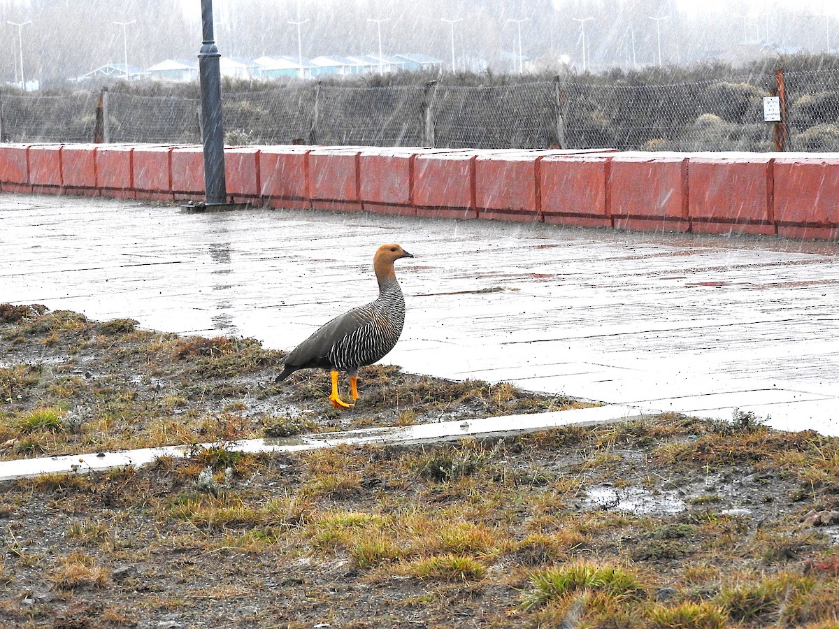 Upland Goose - ML622694706