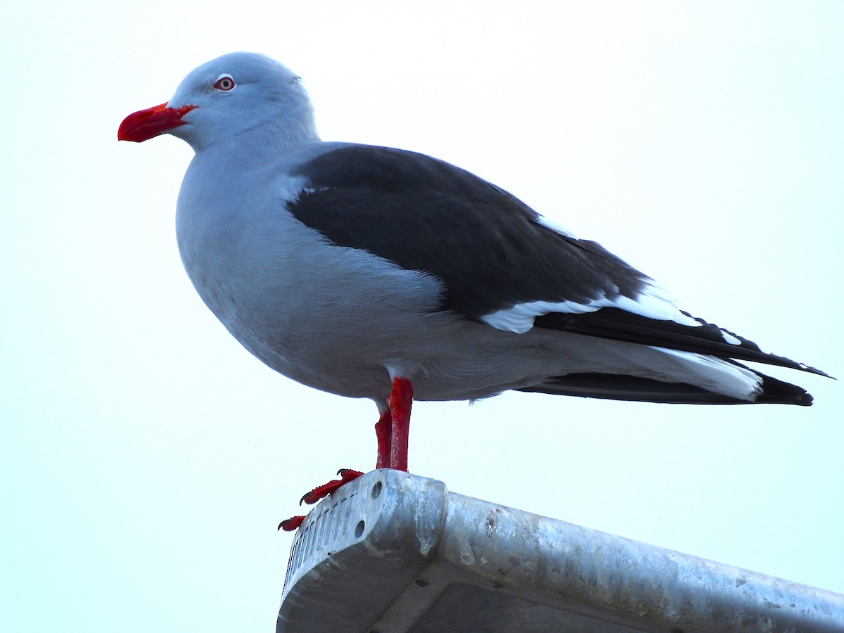 Dolphin Gull - ML622694750