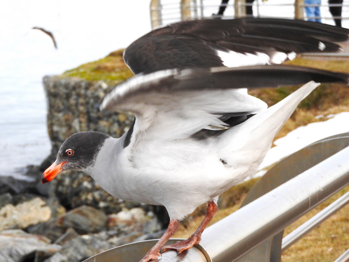 Dolphin Gull - ML622694751