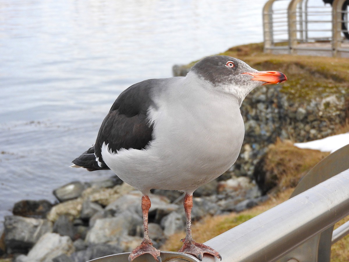 Dolphin Gull - ML622694752